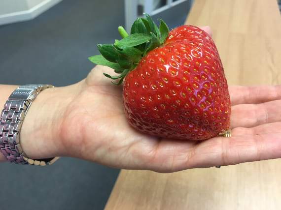 World's biggest strawberry 2025 guinness