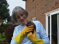 Animal loving couple continue to foster hoglets in Ross-on-Wye