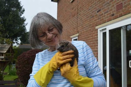 Animal loving couple continue to foster hoglets in Ross-on-Wye