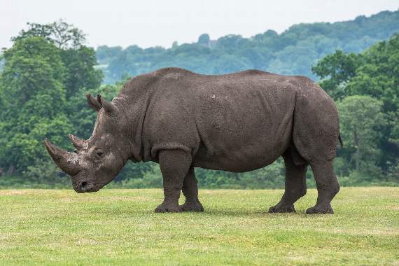 Meet the handsome males of West Midlands Safari Park this Father's Day ...