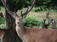 Police on poacher alert in Ross-on-Wye, Monmouth and the Forest of Dean