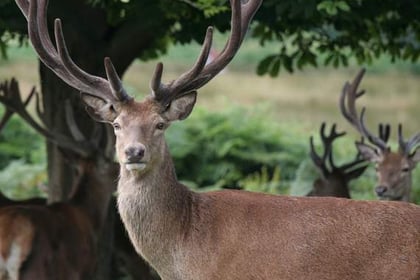 Police on poacher alert in Ross-on-Wye, Monmouth and the Forest of Dean