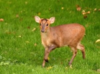 Muntjac deer loose in Ross-on-Wye