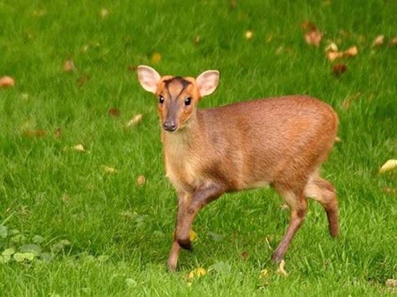 Muntjac deer loose in Ross-on-Wye