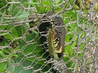 Snake rescued by the RSPCA