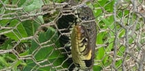 Snake rescued by the RSPCA