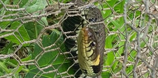 Snake rescued by the RSPCA