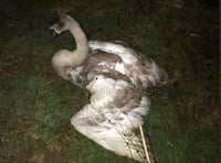 Swan harmed in Ross-on-Wye given chance of recovery with RSPCA