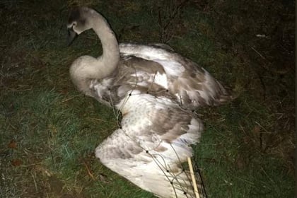 Swan harmed in Ross-on-Wye given chance of recovery with RSPCA
