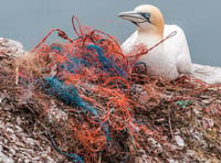 Plastic increasingly harming animals