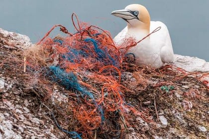 Plastic increasingly harming animals