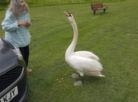 Distressed swan rescued from River Wye