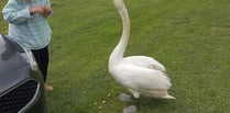 Distressed swan rescued from River Wye