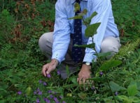 Good year for critically endangered flower