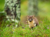 Pine Martens reintroduced in Forest of Dean