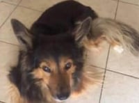 Missing dog is found after more than three weeks