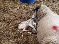 Lambing season begins