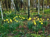 Daffodil Weekend held for 35 consecutive years has been cancelled