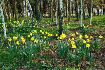 Daffodil Weekend held for 35 consecutive years has been cancelled
