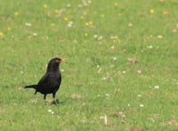 RSPB asks residents to share how nature has supported them during lockdown