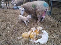 Making sure lambs receive enough milk