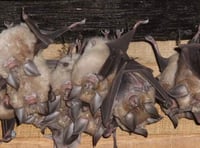 Homes policy 'weakens rare bat protection', claims campaigner