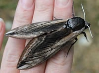 Moth knowledge comes to Walford parish Kerne Bridge