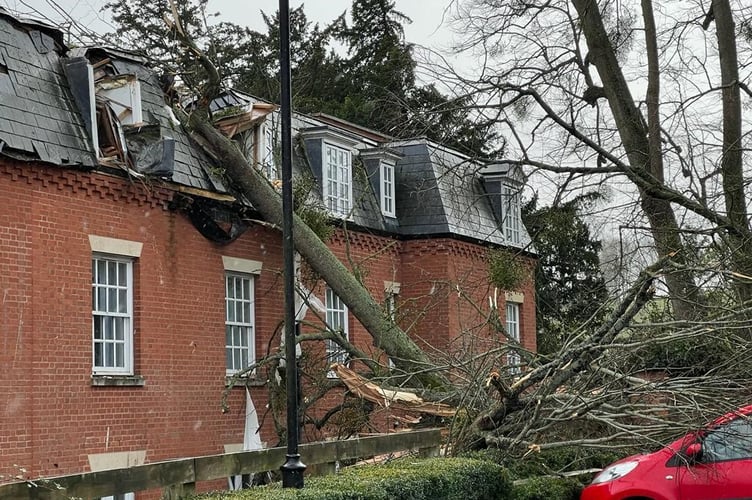 Fallen tree damage Holme Lacy