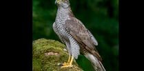 Police appeal after rare goshawk found shot