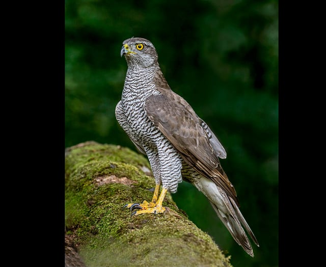 Police appeal after rare goshawk found shot