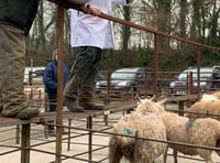 The news on the ewes, Ross Market report