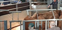 Ross Market livestock traded at impressive prices