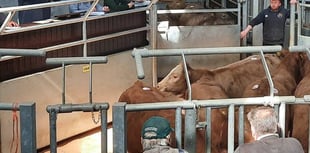 Ross Market livestock traded at impressive prices