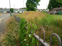 Vegetation spill at water station