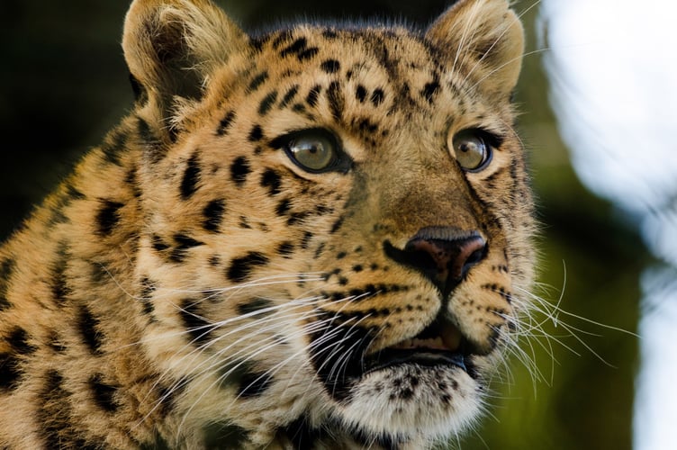 Amur Leopard 