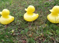 Ducks lining up in a fierce race put on by Bishopswood Village Hall