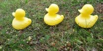 Ducks lining up in a fierce race put on by Bishopswood Village Hall