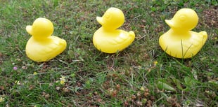 Ducks lining up in a fierce race put on by Bishopswood Village Hall