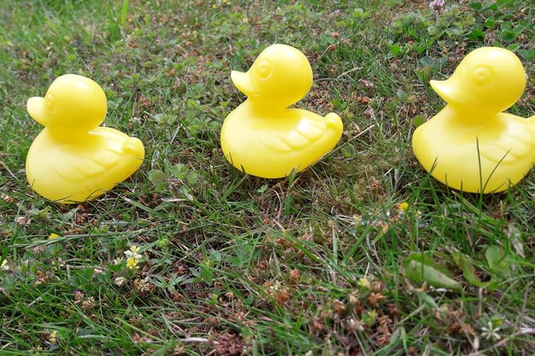 Duck race.