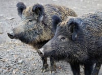 Boar bait man jailed for 18 weeks