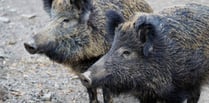 Boar bait man jailed for 18 weeks