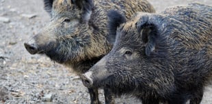 Boar bait man jailed for 18 weeks