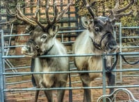 Concerns over welfare of Ross-on-Wye Christmas fayre animals