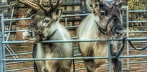 Concerns over welfare of Ross-on-Wye Christmas fayre animals