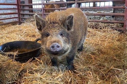 Village backs plan to rescue baby piglet