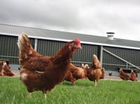 Housing order that has kept poultry cooped up all winter to be lifted