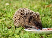 Hedgehog hunting at St Mary’s Church