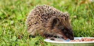 Hedgehog hunting at St Mary’s Church