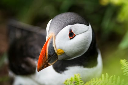 Welsh nature charities issue wildlife SOS