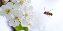 Latest talk at Ross Library is the bees' knees